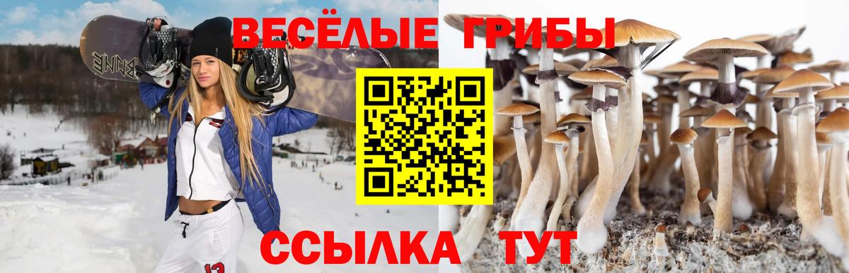 Псилоцибиновые грибы Psilocybe Оренбург